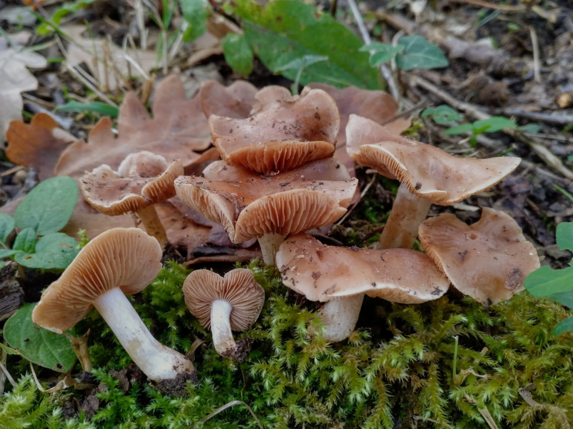 Hebeloma  vesterholti-20-10-24  (3)